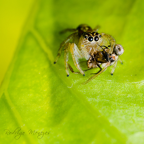 Jumping Spider Hunting