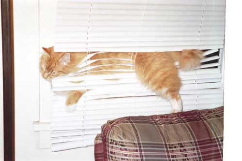 Cat Stuck in Blinds
