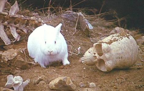killer_rabbit