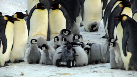 penguin car in huddle