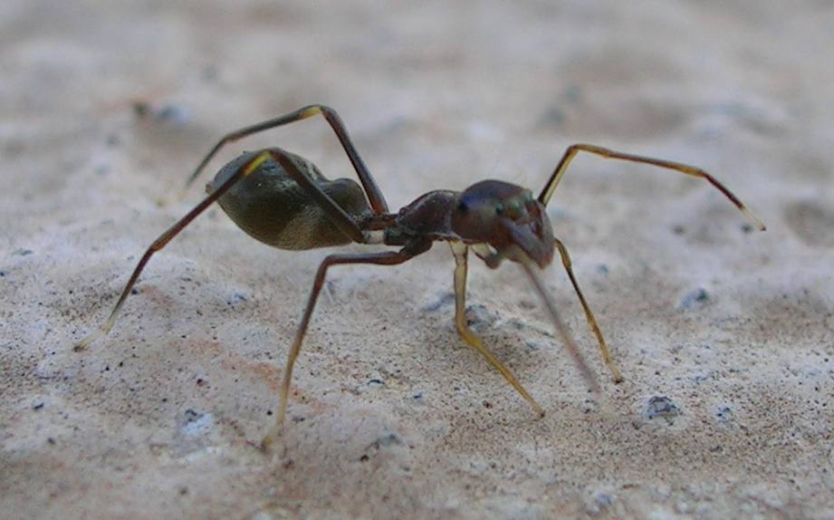 Ant_Mimic_Spider