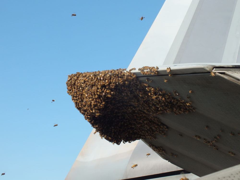 192nd Fighter Wing Aircraft Maintainers found a swarm of honey bees hanging from the exhaust nozzle of an F-22 Raptor engine on June 11, 2016 at Joint Base Langley-Eustis, Virginia. A local honey bee keeper was called to remove and relocate the bees to a safe place for them to build their hive. (U.S. Air Force courtesy photo)