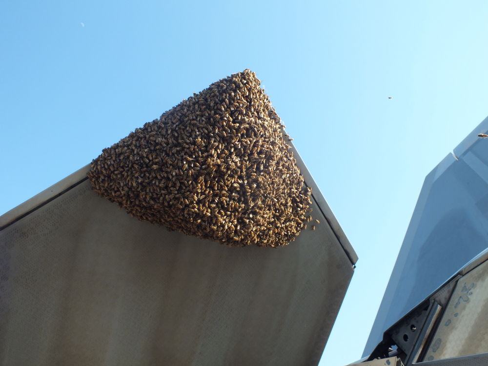 192nd Fighter Wing Aircraft Maintainers found a swarm of honey bees hanging from the exhaust nozzle of an F-22 Raptor engine on June 11, 2016 at Joint Base Langley-Eustis, Virginia. A local honey bee keeper was called to remove and relocate the bees to a safe place for them to build their hive. (U.S. Air Force courtesy photo)