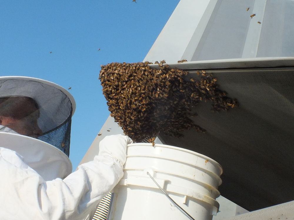 192nd Fighter Wing Aircraft Maintainers found a swarm of honey bees hanging from the exhaust nozzle of an F-22 Raptor engine on June 11, 2016 at Joint Base Langley-Eustis, Virginia. Andy Westrich, U.S. Navy retired and local honey bee keeper, was called to remove and relocate the bees to a safe place for them to build their hive. (U.S. Air Force courtesy photo)