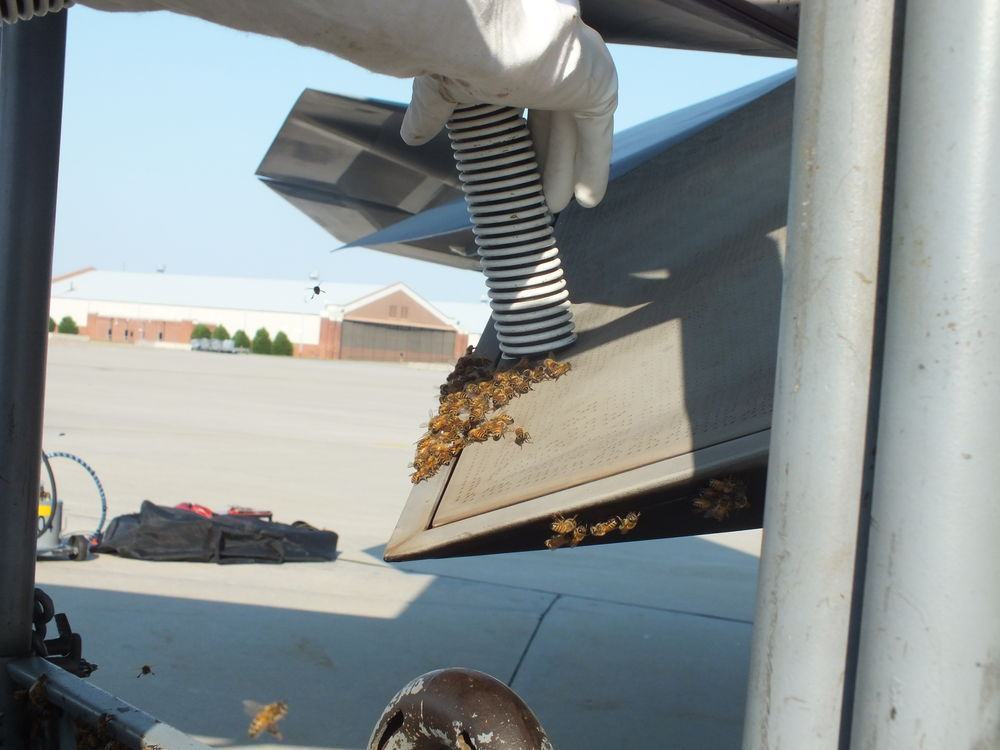 192nd Fighter Wing Aircraft Maintainers found a swarm of honey bees hanging from the exhaust nozzle of an F-22 Raptor engine on June 11, 2016 at Joint Base Langley-Eustis, Virginia. Andy Westrich, U.S. Navy retired and local honey bee keeper, was called to remove and relocate the bees to a safe place for them to build their hive. (U.S. Air Force courtesy photo)