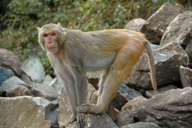 AGJT2W Myanmar Bagan Popa mountain park Rhesus Macaques Monkey
