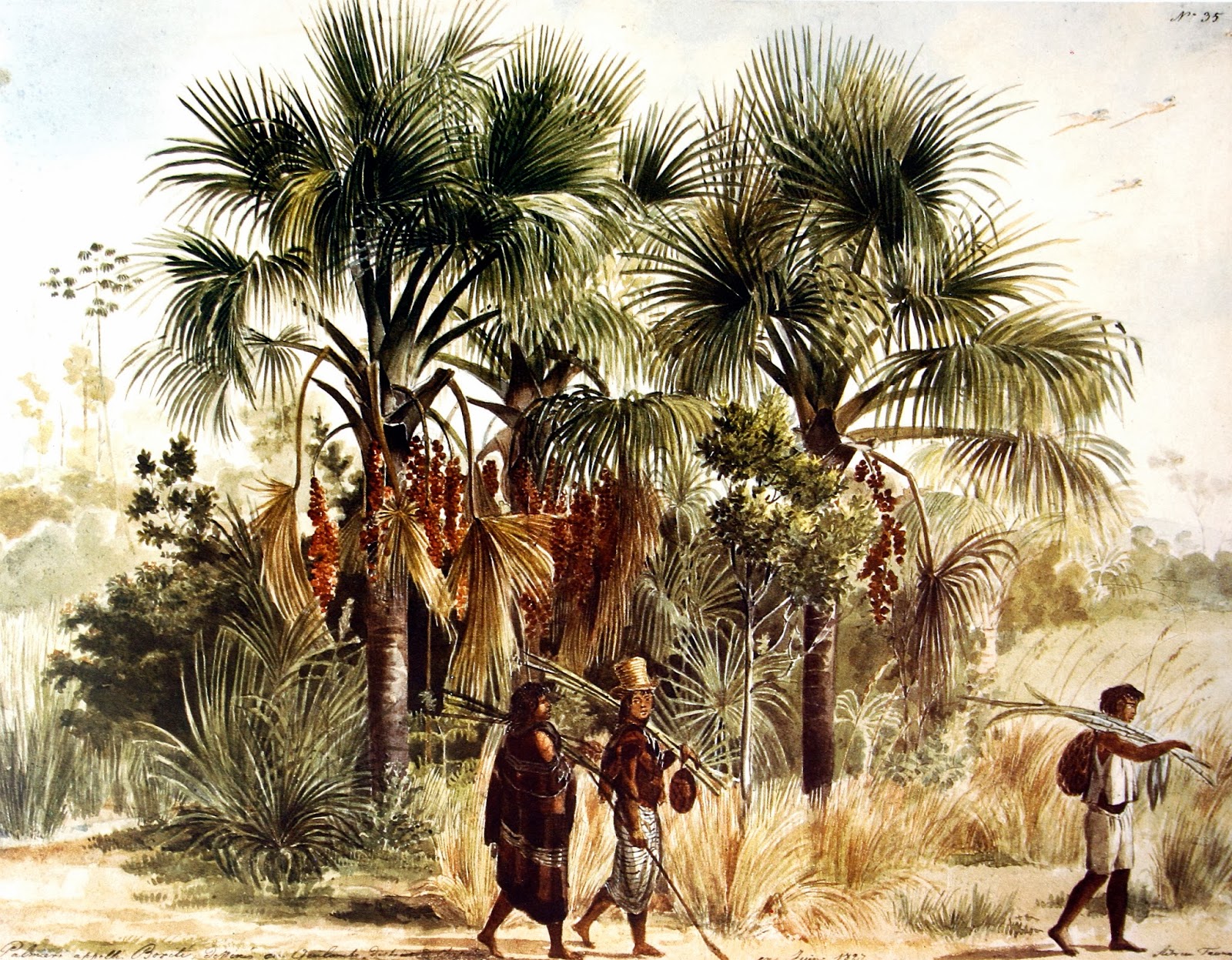 palmeiras-buriti.-desenho-de-taunay.-expedicao-langsdorff-ao-brasil-1821-1829