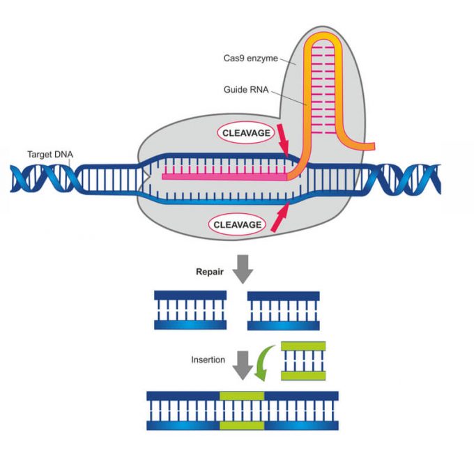 Enzima Cas9 sendo usada para editar DNA-alvo e desativá-lo (Crédito: Shutterstock)