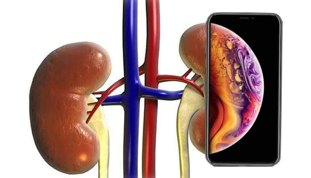 iPhone XS e parte do sistema urinário: rins, veia cava e artéria aorta / rim
