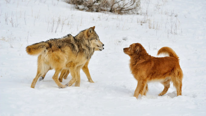 Lobos e Golden Retreiver (Crédito: Don Johnston/Alamy) / cães