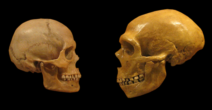 Comparação entre o crânio de um H. sapiens sapiens e de um H. sapiens neanderthalensis (Crédito: Wikimedia Commons)