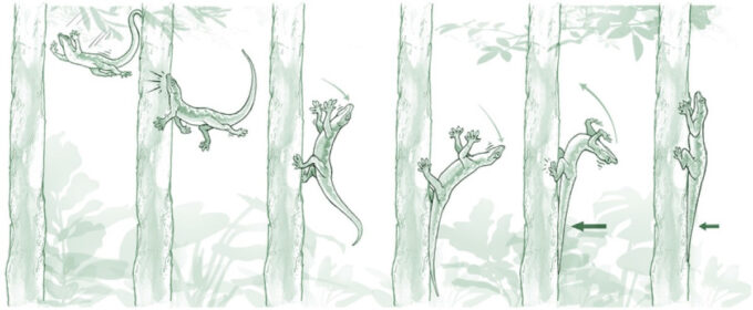 Resposta anti-queda da lagartixa-de-cauda-chata ilustrada (Crédito: Andre Wee)