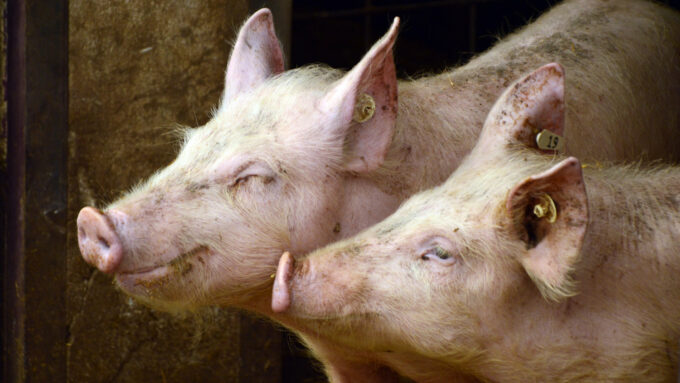 Porcos criados em cativeiro (Crédito: Peggychoucair/Pixabay)