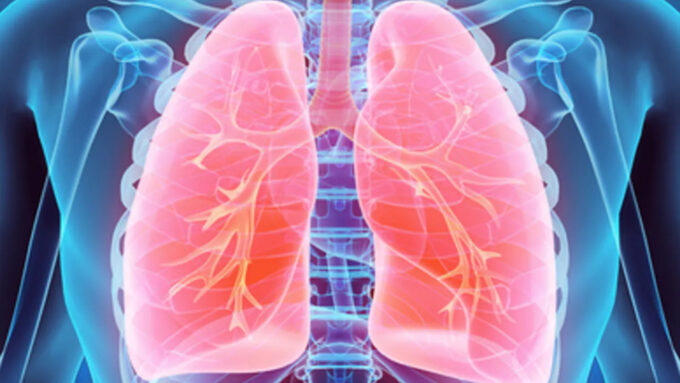 Representação gráfica do sistema respiratório humano (Crédito: MDGRPHCS/Shutterstock) / pulmões