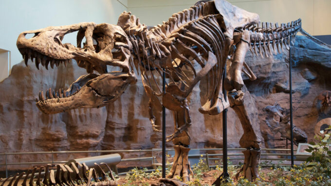 Esqueleto de T-Rex em exibição no Carnegie Museum, em Pittsburgh, EUA (Crédito: ScottRobertAnselmo/Wikimedia Commons)