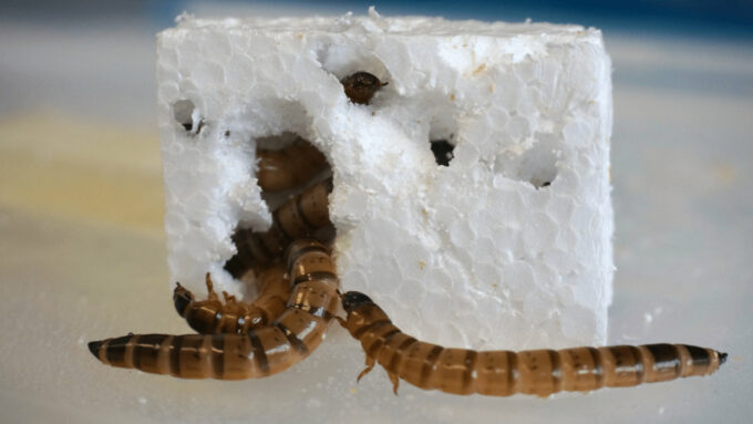 Larva do tenébrio-gigante (Zophobas morio), usada como ração por criadores de répteis, pode se alimentar exclusivamente de isopor (Crédito: Dilvulgação/The University of Queensland, Australia)