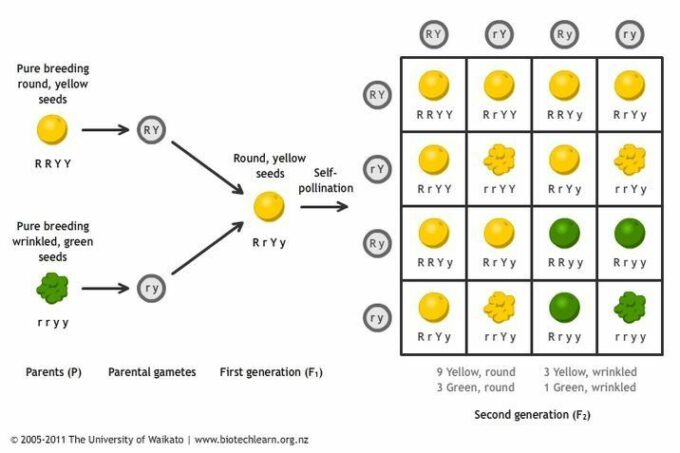 Diagrama da observação de Mendel, sobre a hereditariedade de múltiplas características em ervilhas, em três gerações de cultivares híbridos (Crédito: Reprodução/The University of Waitako)
