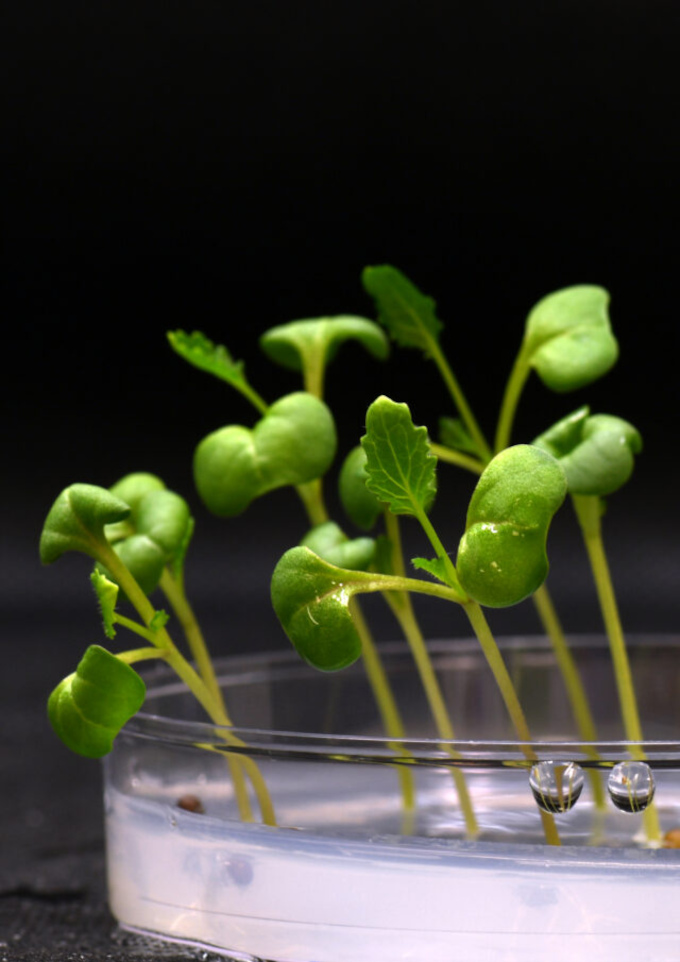 Plantas em cultura de acetatos, crescendo normalmente em ambiente totalmente desprovido de luz (Crédito: Marcus Harland-Dunaway/UC Riverside) / fotossíntese
