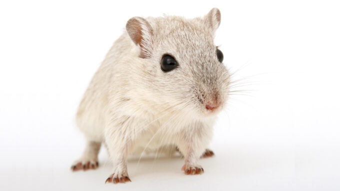 Cérebro de ratos (e em tese, de mamíferos em geral) perdem resolução visual quando o indivíduo está com fome, para poupar consumo de energia (Crédito: Shutterbug75/Pixabay)