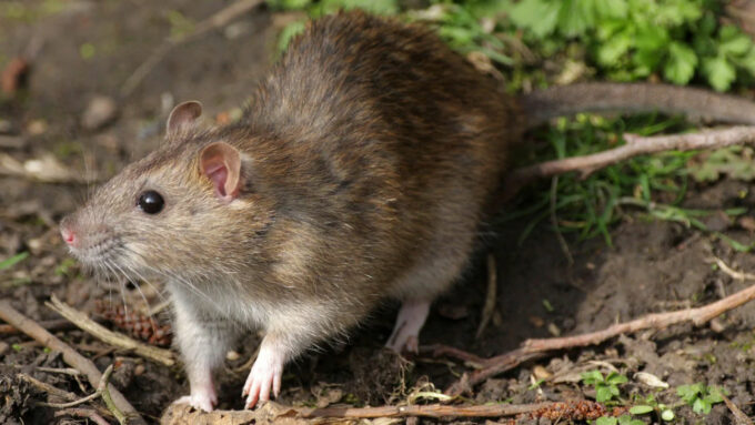 Por muito tempo, os ratos foram associados à Peste Negra; o real culpado foi um porco que anda sobre duas patas (Crédito: Wildlifesnapper/Dreamstime.com)