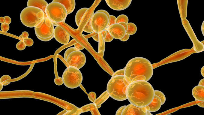 O Candida auris é um "superfungo" com múltipla resistência a vários fungicidas potentes (Crédito: Reprodução/Adobe)
