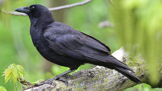 Corvos são capazes de atos únicos entre as aves, como a organização de ritos funerários (Crédito: Gary Henry)