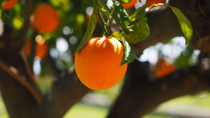 Existem mais variedades de frutas do gênero citrus que qualquer outra cultivada pelo homem, mas todas têm um ponto de origem comum (Crédito: Hans/Pixabay)