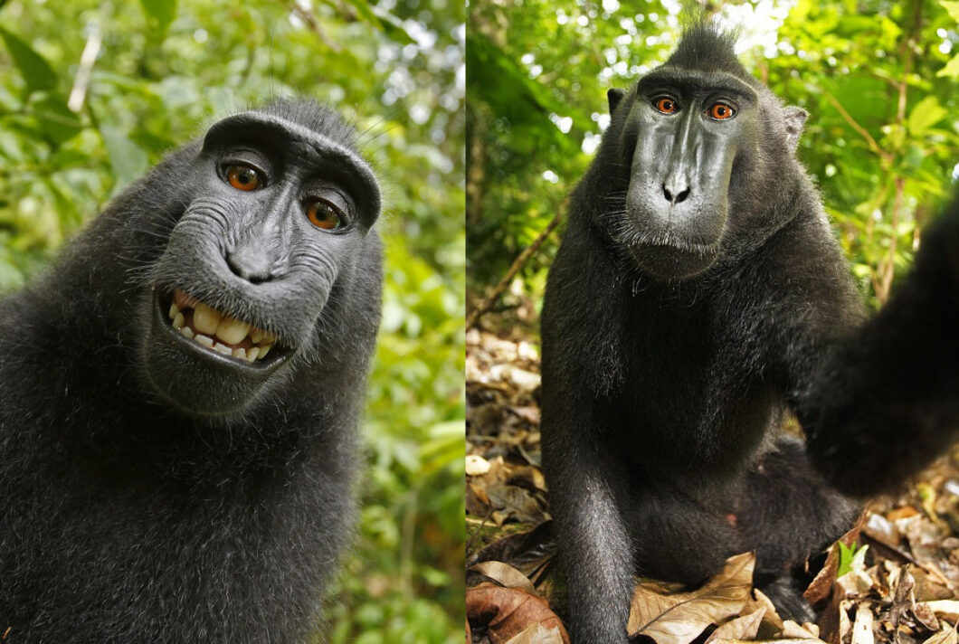 As duas fotos clicadas pelo macaco Naruto, pivôs da disputa entre a PETA e o fotógrafo David J. Slater, dono da câmera (Crédito: domínio público)/IA