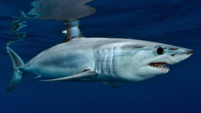 Segundo cientistas, o tubarão-mako (Isurus oxyrinchus, foto), e o grande tubarão-branco (Carcharodon carcharias) são as duas únicas espécies capazes de caçar um tubarão-sardo (Crédito: Oceans and Coasts/Department of Environment Affairs/Republic of South Africa)