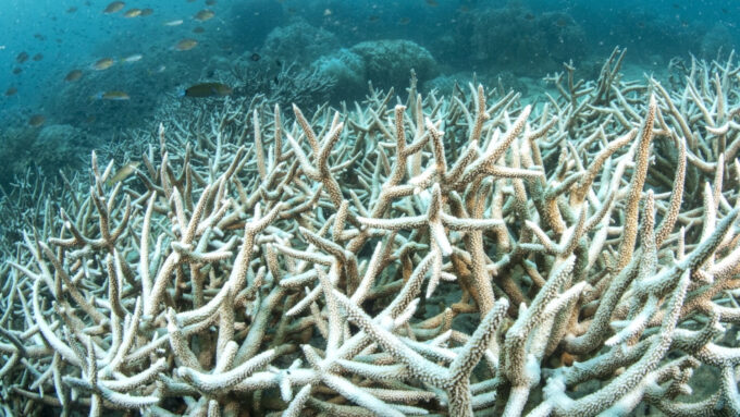 Foto de maio de 2024: recife de corais chifre-de-veado (Acropora cervicornis) na costa da Tailândia, que perdeu toda a coloração devido o aumento da acidez nos oceanos (Crédito: Sirachai Arunrugstichai/Getty Images)