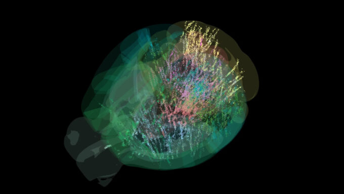 Cada ponto colorido é um neurônio ativo no cérebro de um rato, durante tomada de decisões; cientistas contaram 75 mil de 620 mil mapeados (Crédito: Daniel Birman/International Brain Laboratory/Allen Institute/Washington State University)