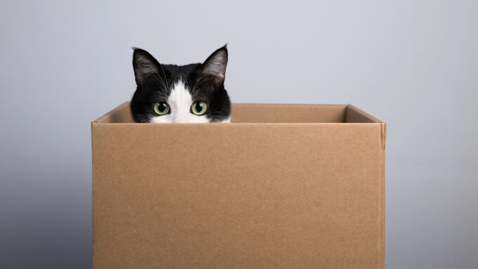 Além de esconderijo, uma caixa é um ponto de obervação quando o gato está caçando (Crédito: Yan/Adobe Stock/#199376114)