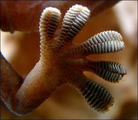 574px-Gecko_foot_on_glass
