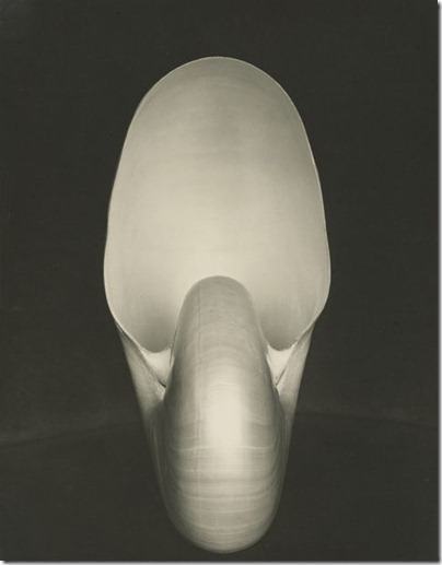 Nautilus Shell - Edward Weston