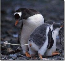 penguin-pooping